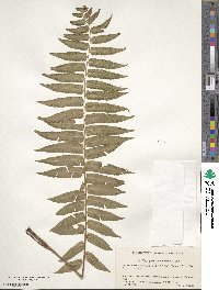 Dryopteris handeliana image