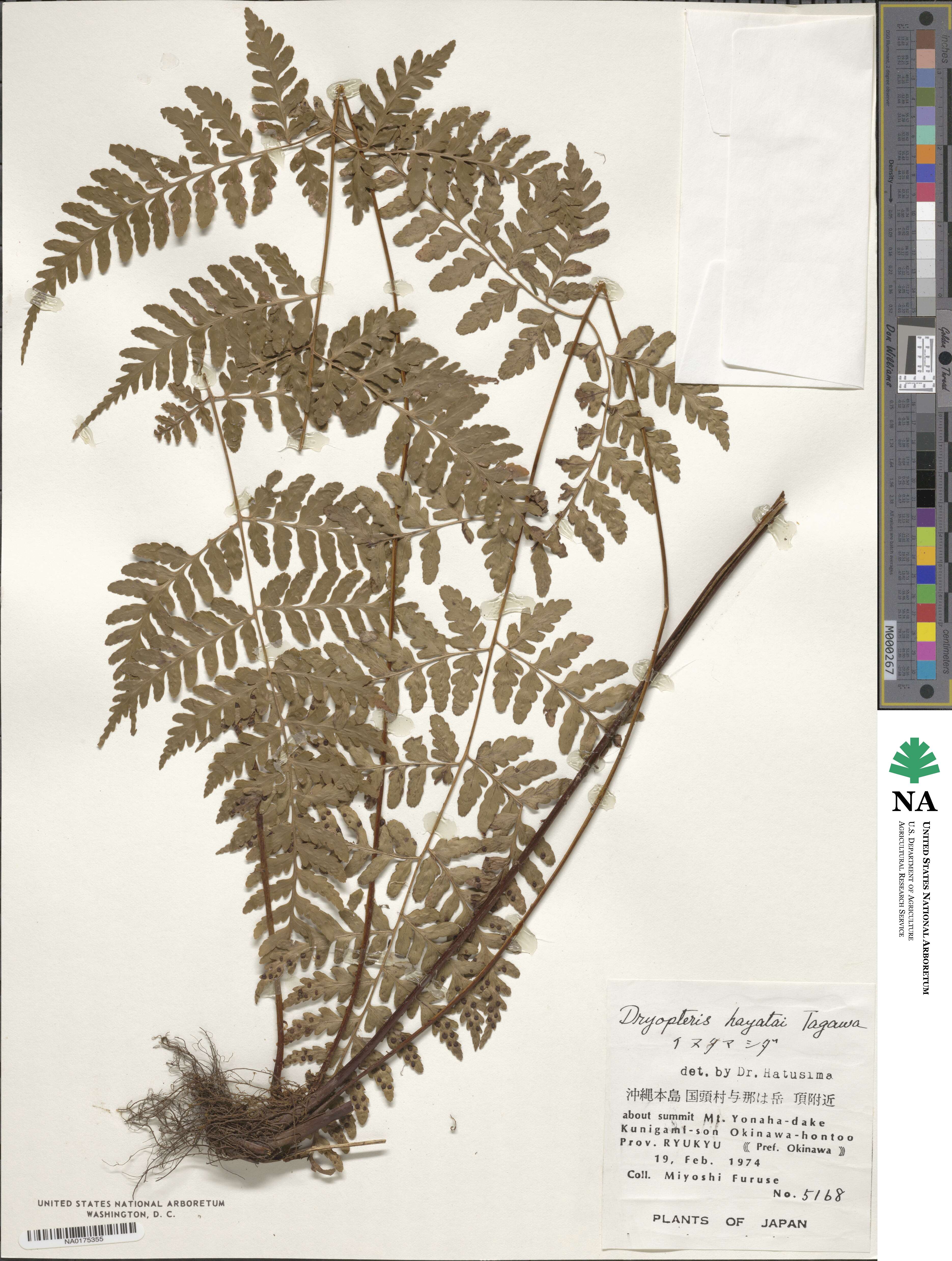 Dryopteris ×subexaltata image