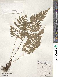 Dryopteris ×subexaltata image