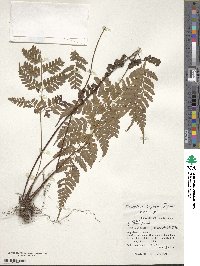 Dryopteris ×subexaltata image