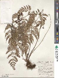 Dryopteris ×subexaltata image