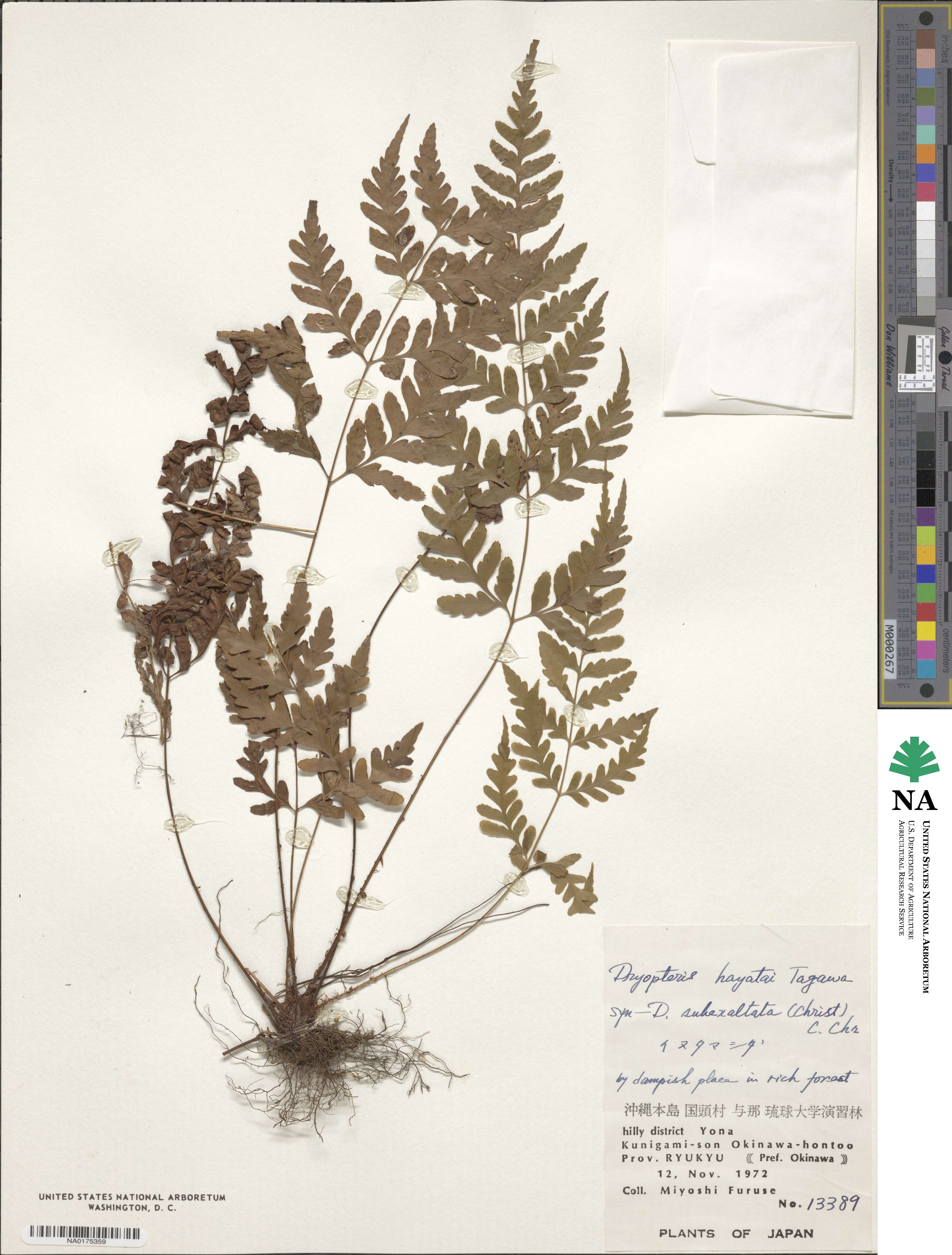 Dryopteris ×subexaltata image