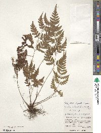 Dryopteris ×subexaltata image