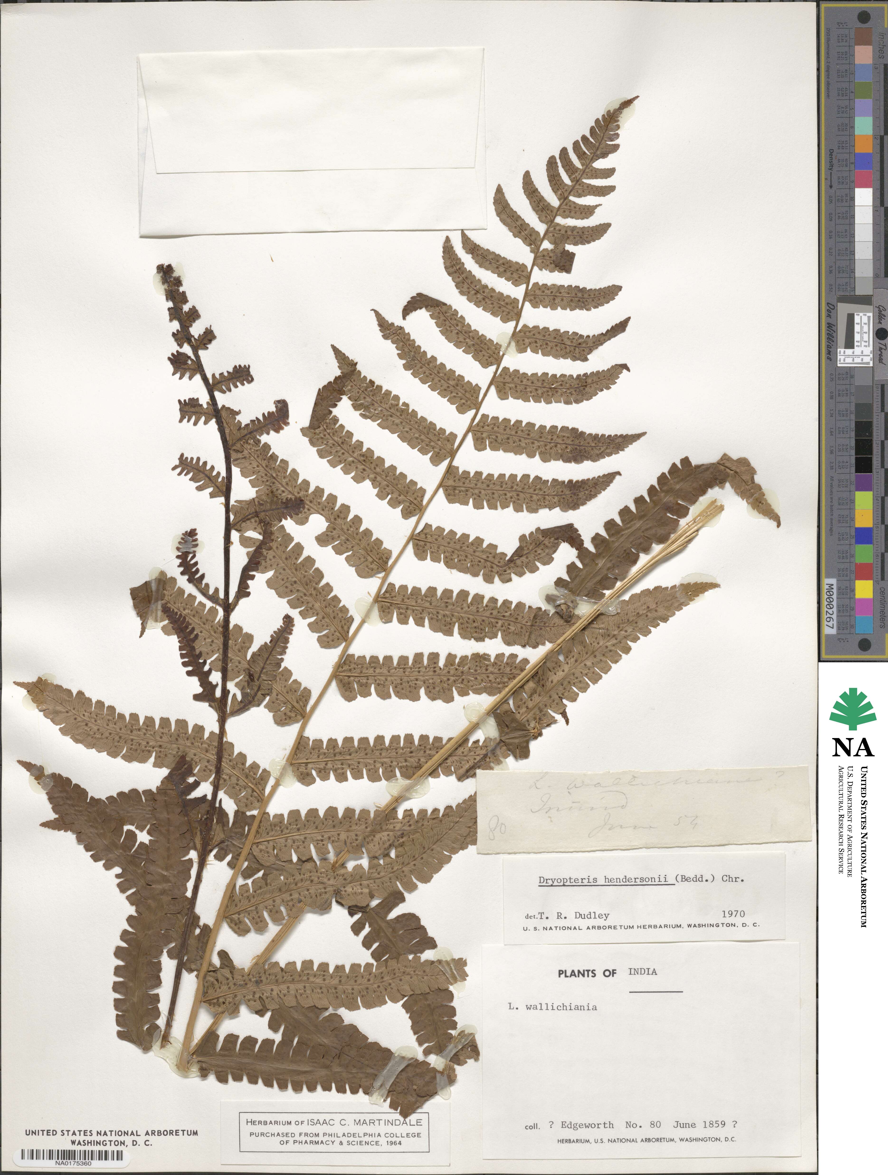 Dryopteris hendersonii image