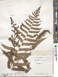 Image of Dryopteris hendersonii