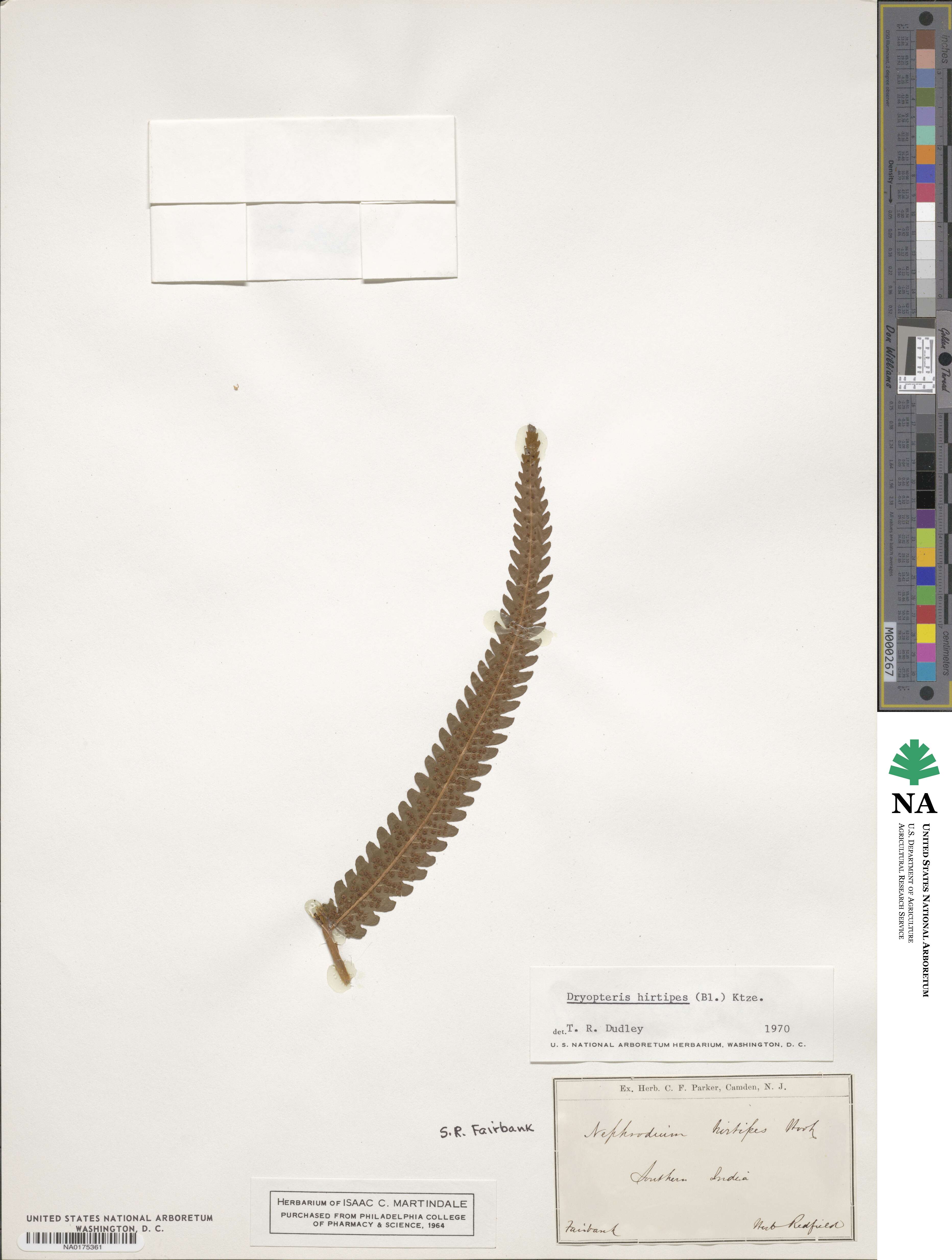 Dryopteris hirtipes image