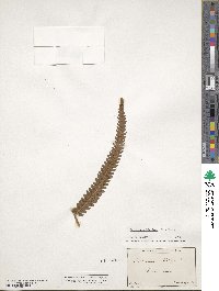 Image of Dryopteris hirtipes