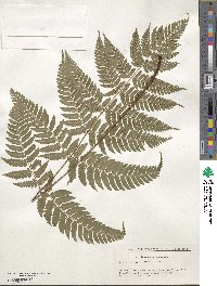 Dryopteris hondoensis image