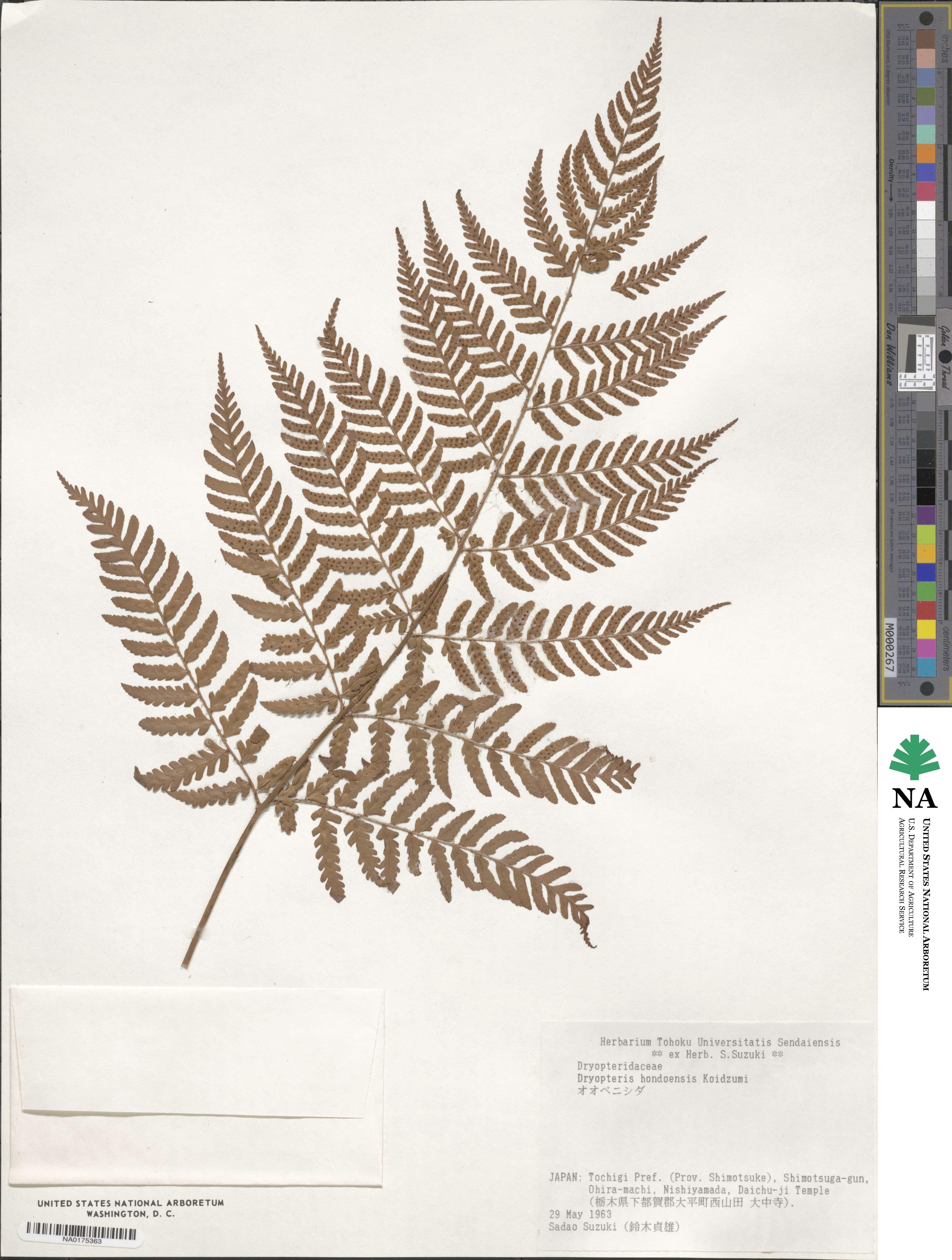 Dryopteris hondoensis image