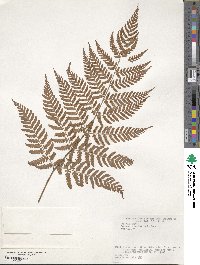 Dryopteris hondoensis image