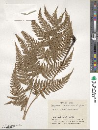 Dryopteris hondoensis image