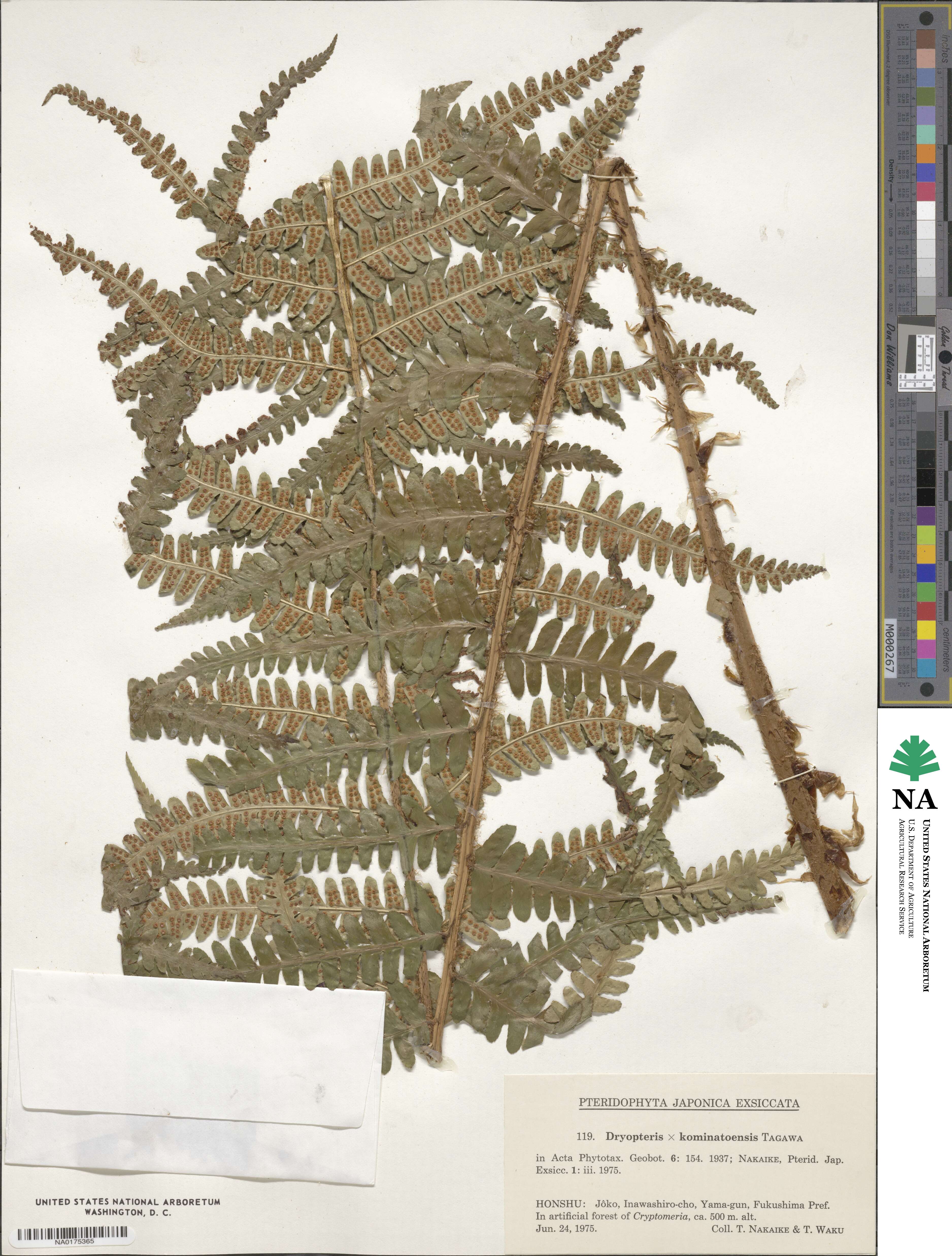 Dryopteris ×kominatoensis image