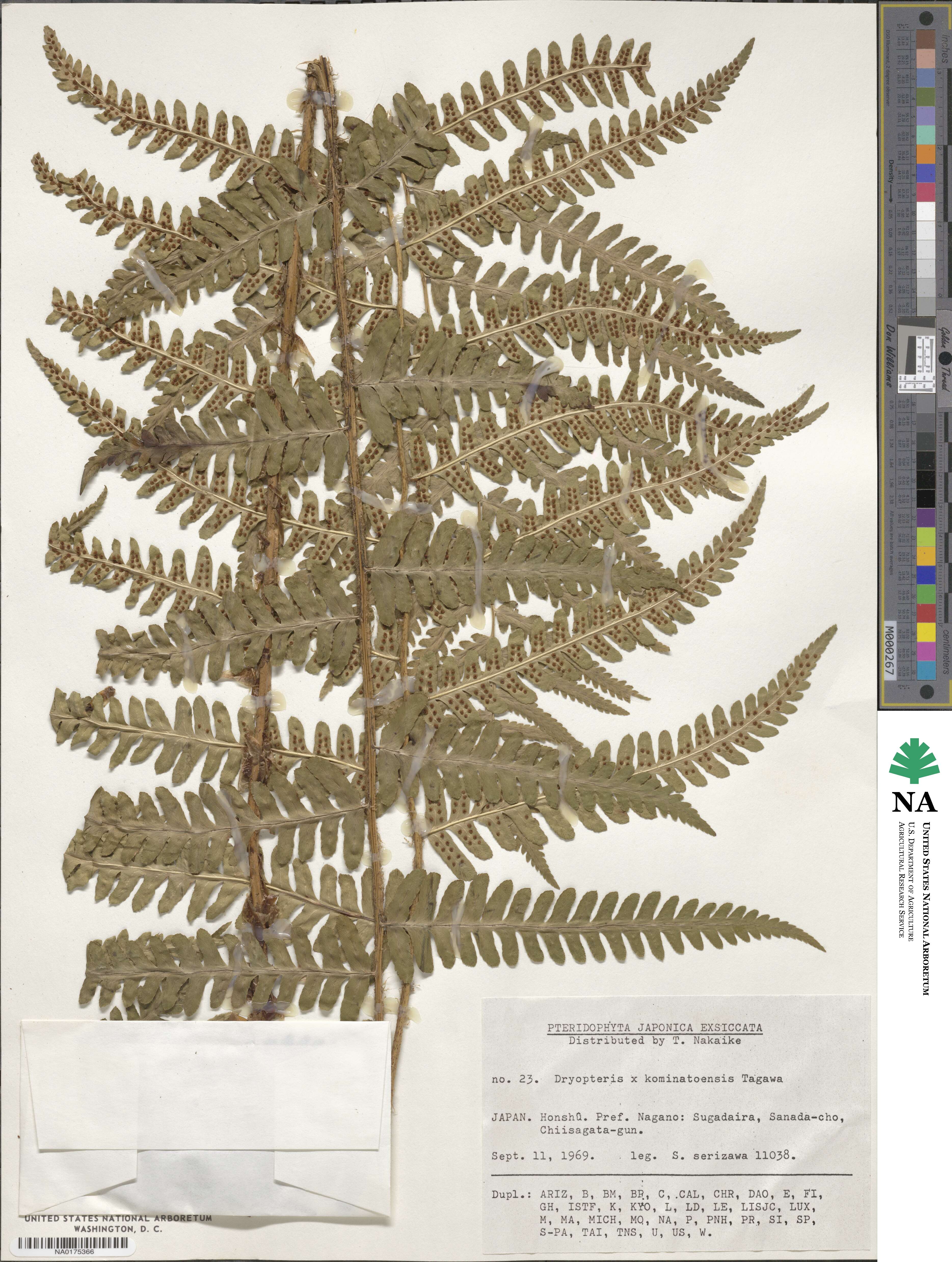Dryopteris ×kominatoensis image