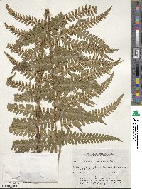 Dryopteris ×kominatoensis image