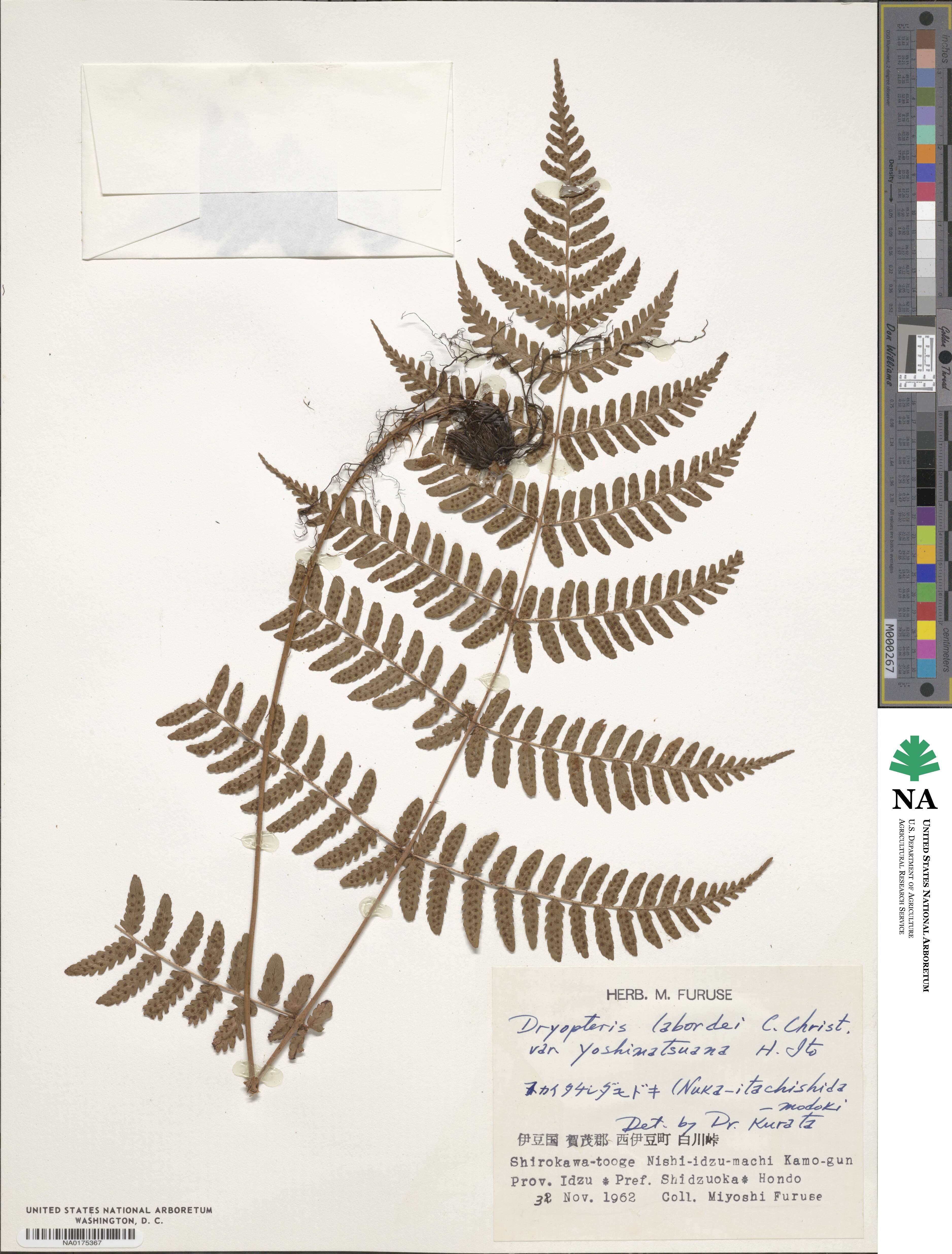 Dryopteris labordei image