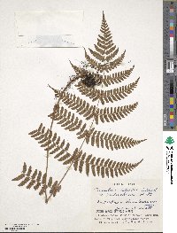 Dryopteris labordei image