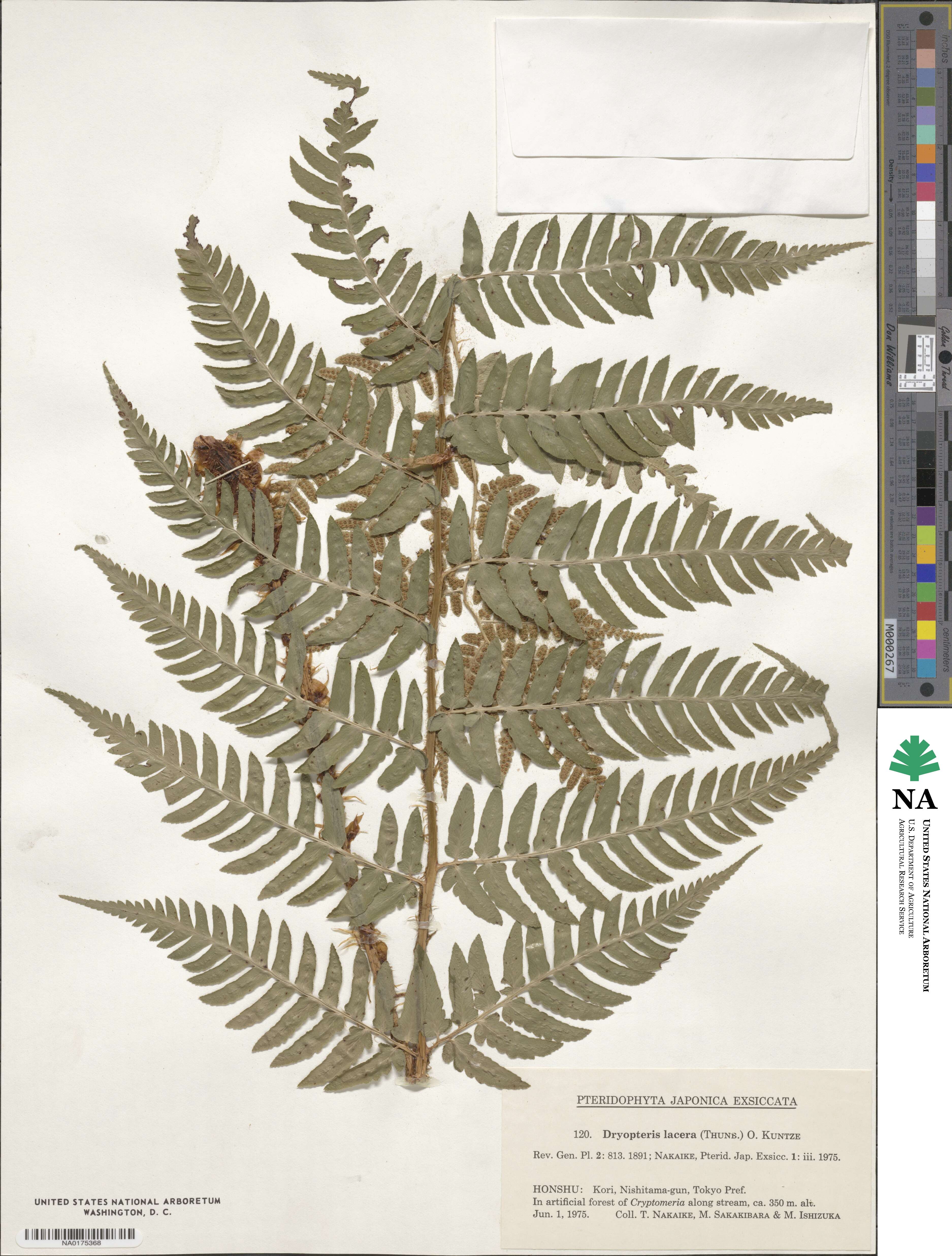 Dryopteris lacera image