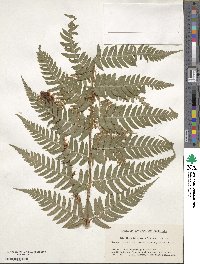 Dryopteris lacera image