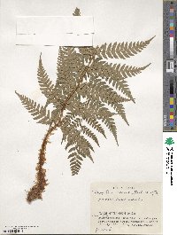 Dryopteris lacera image