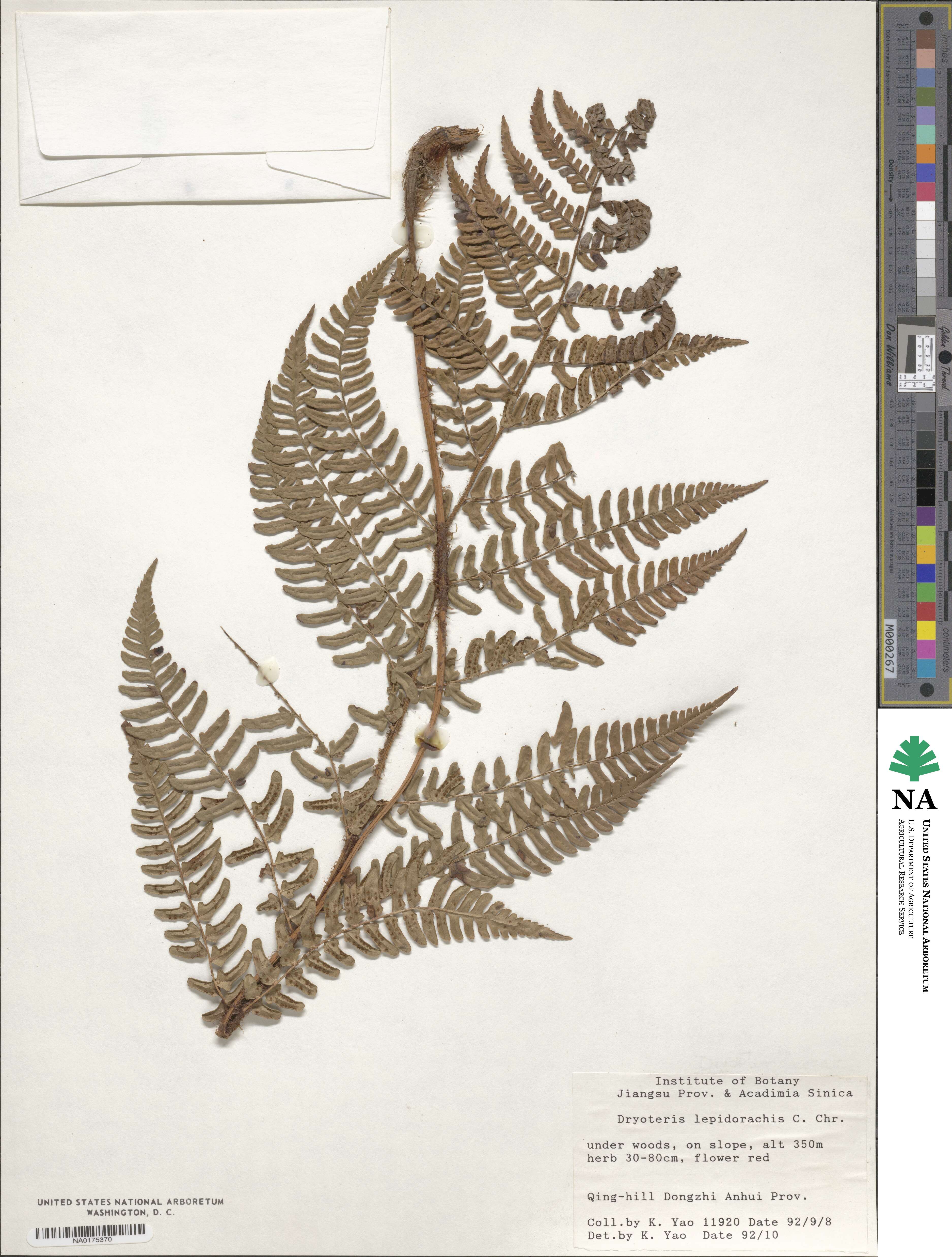 Dryopteris lepidorachis image