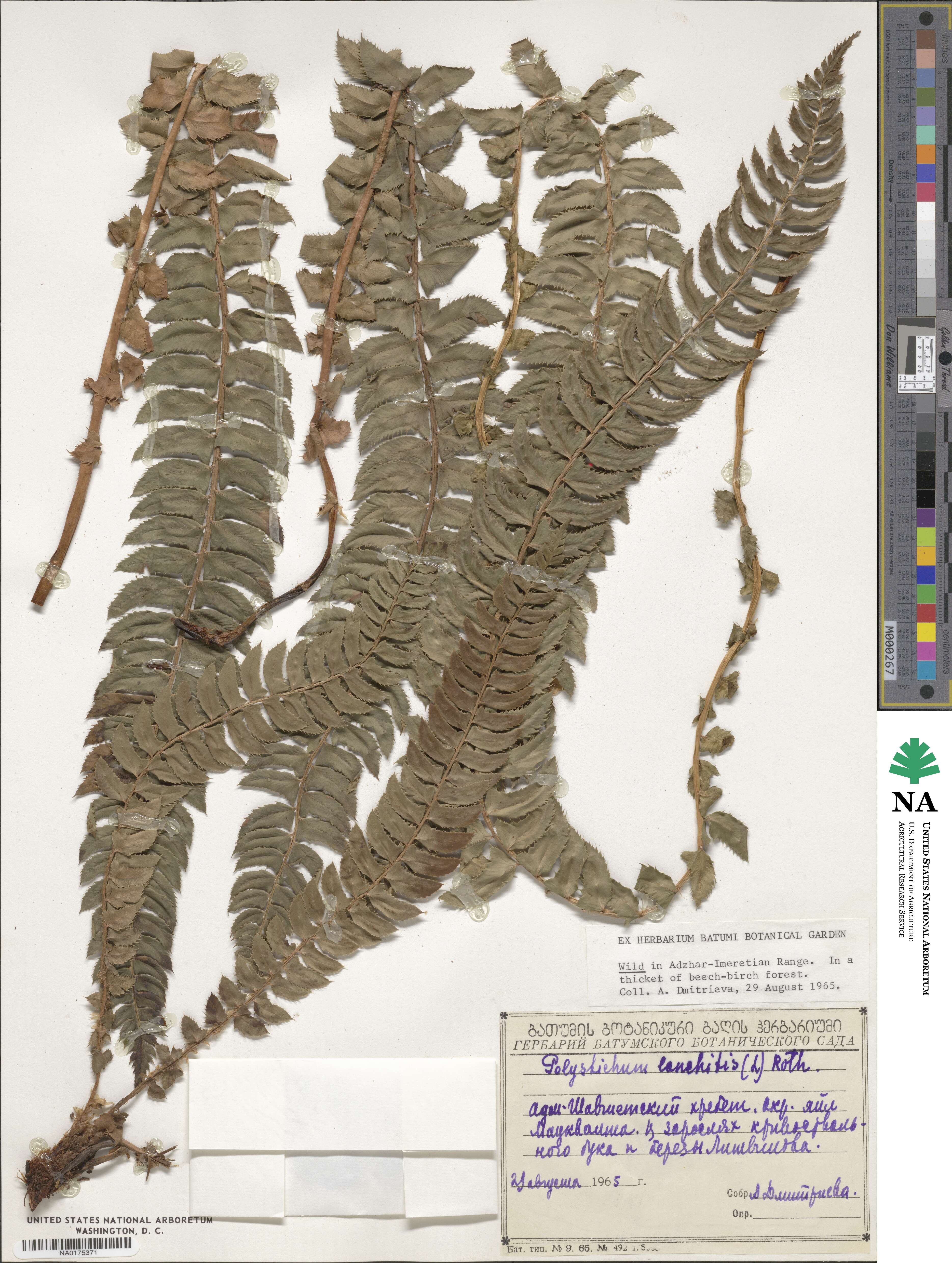 Polystichum lonchitis image