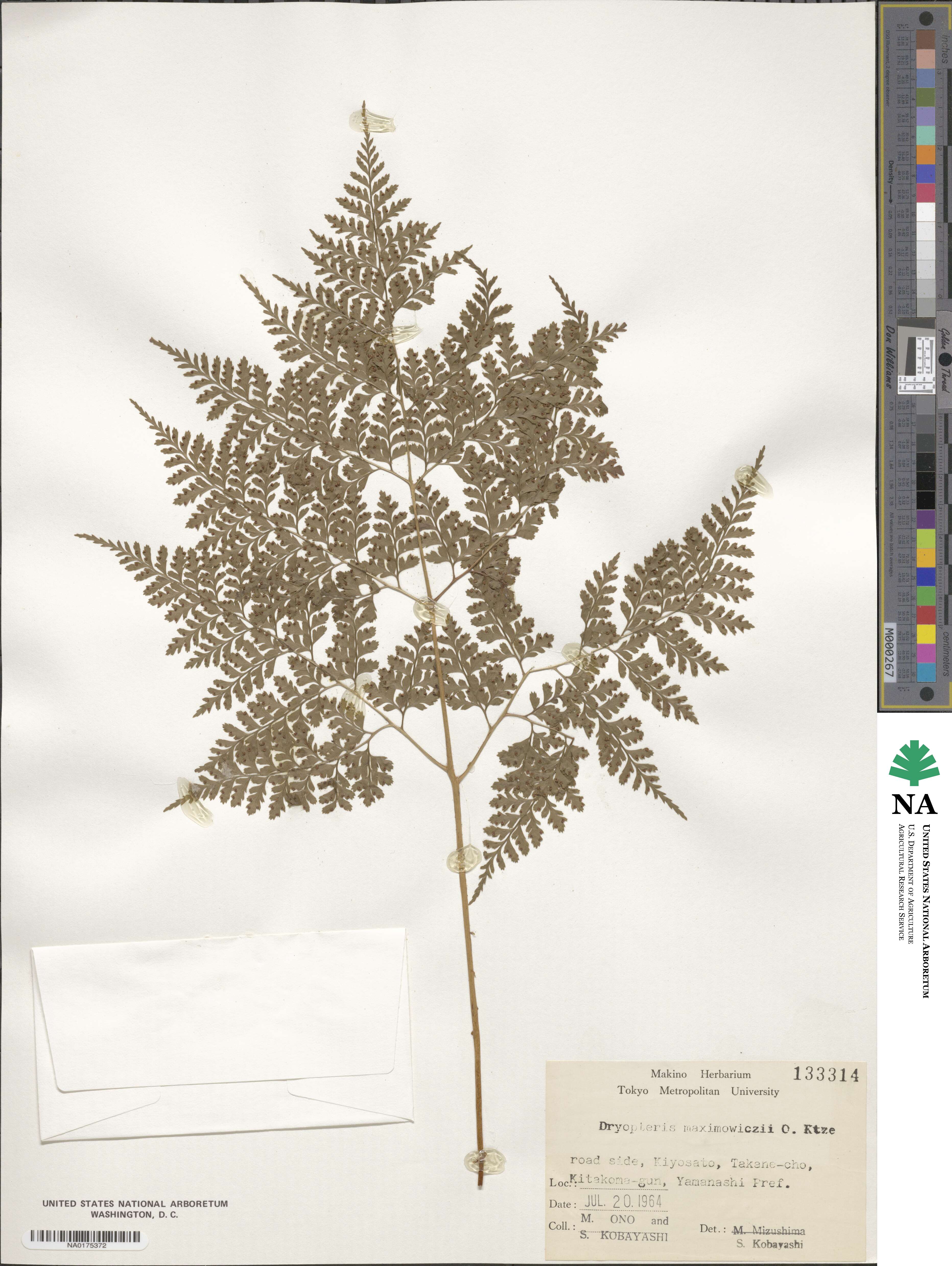 Dryopteris maximowiczii image