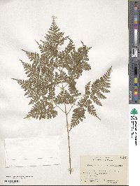 Dryopteris maximowiczii image