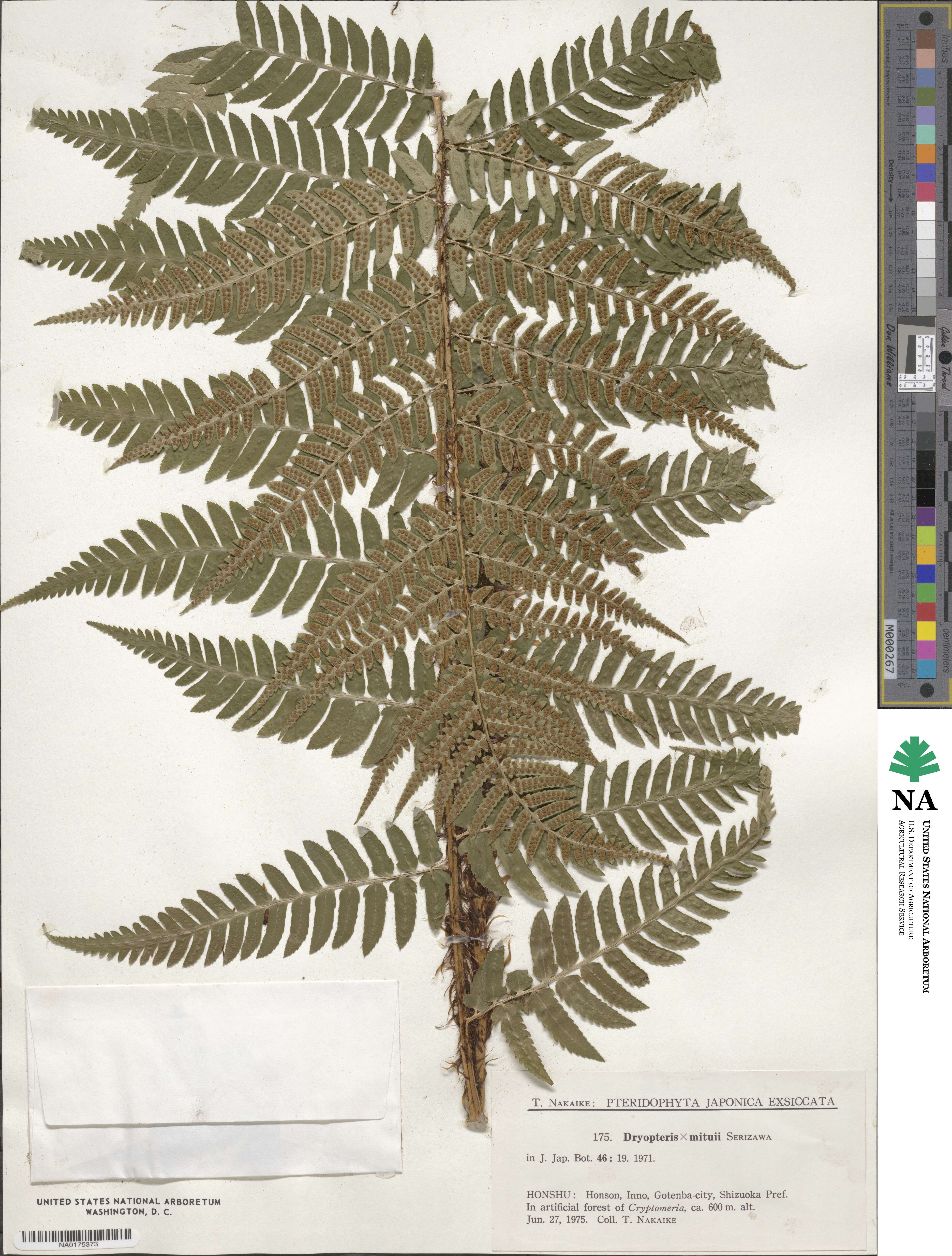 Dryopteris ×mituii image