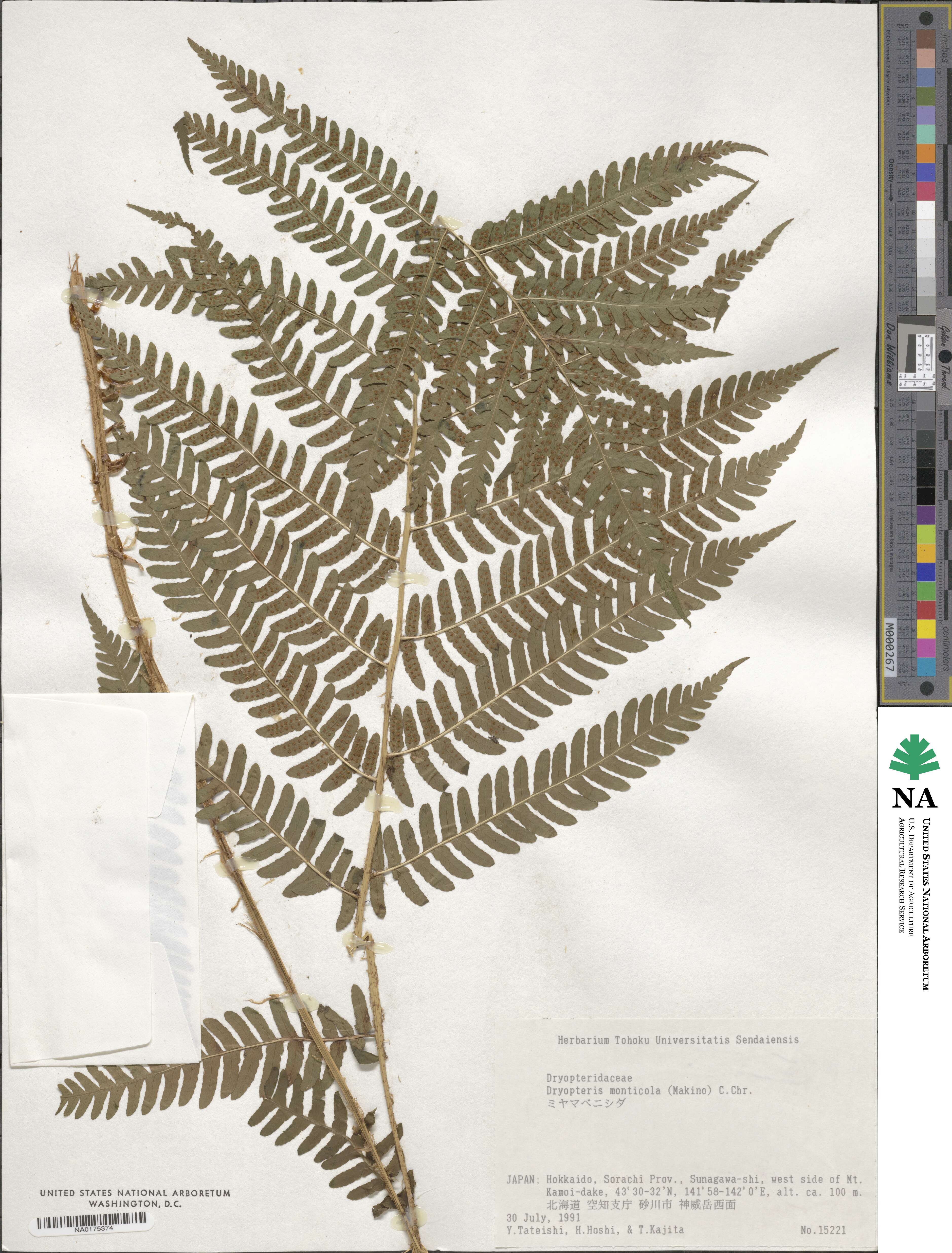 Dryopteris monticola image