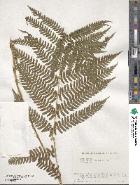 Dryopteris monticola image