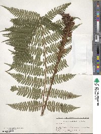 Dryopteris monticola image