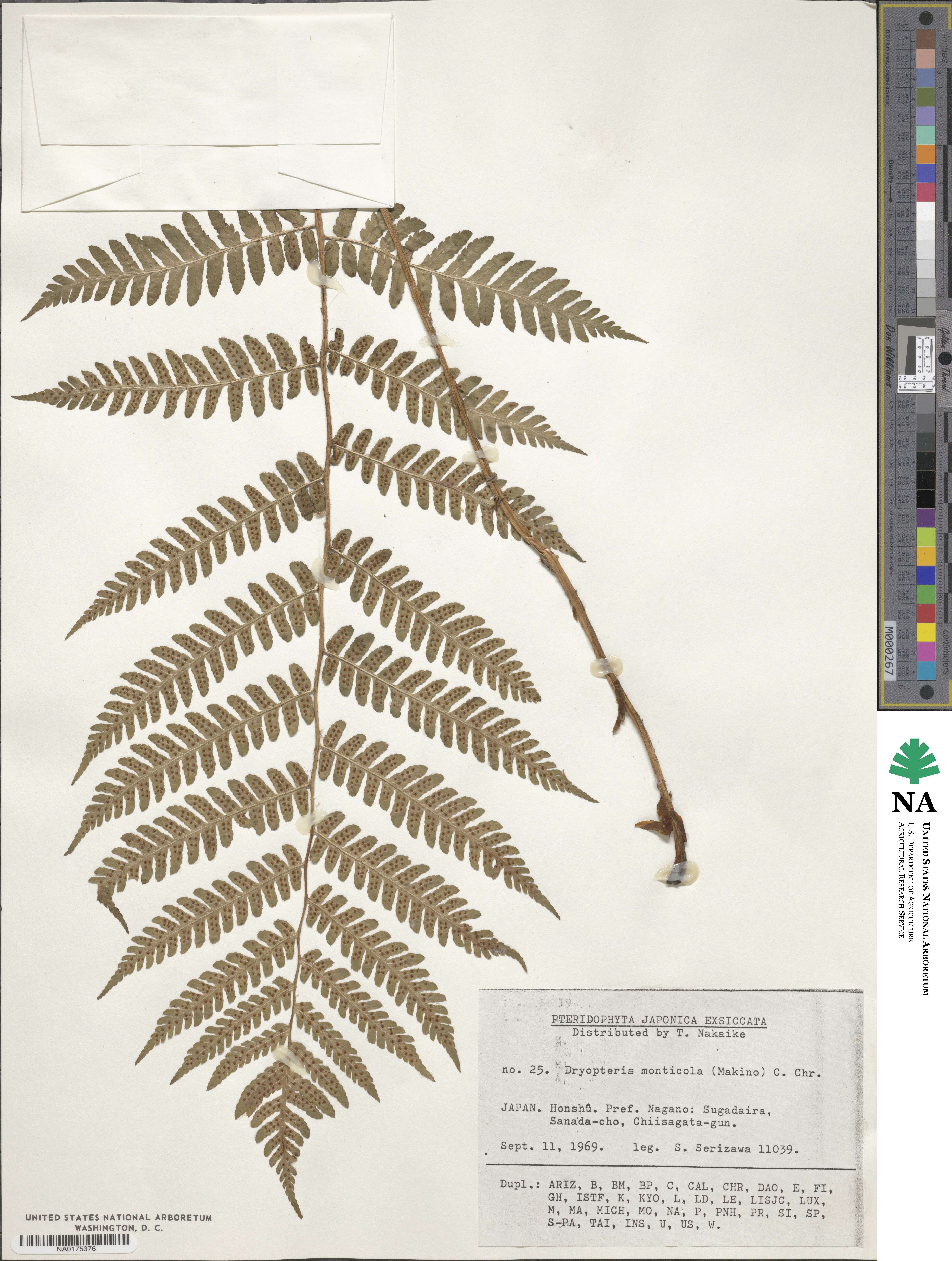 Dryopteris monticola image