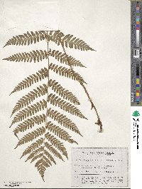 Dryopteris monticola image