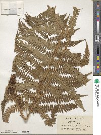 Dryopteris monticola image