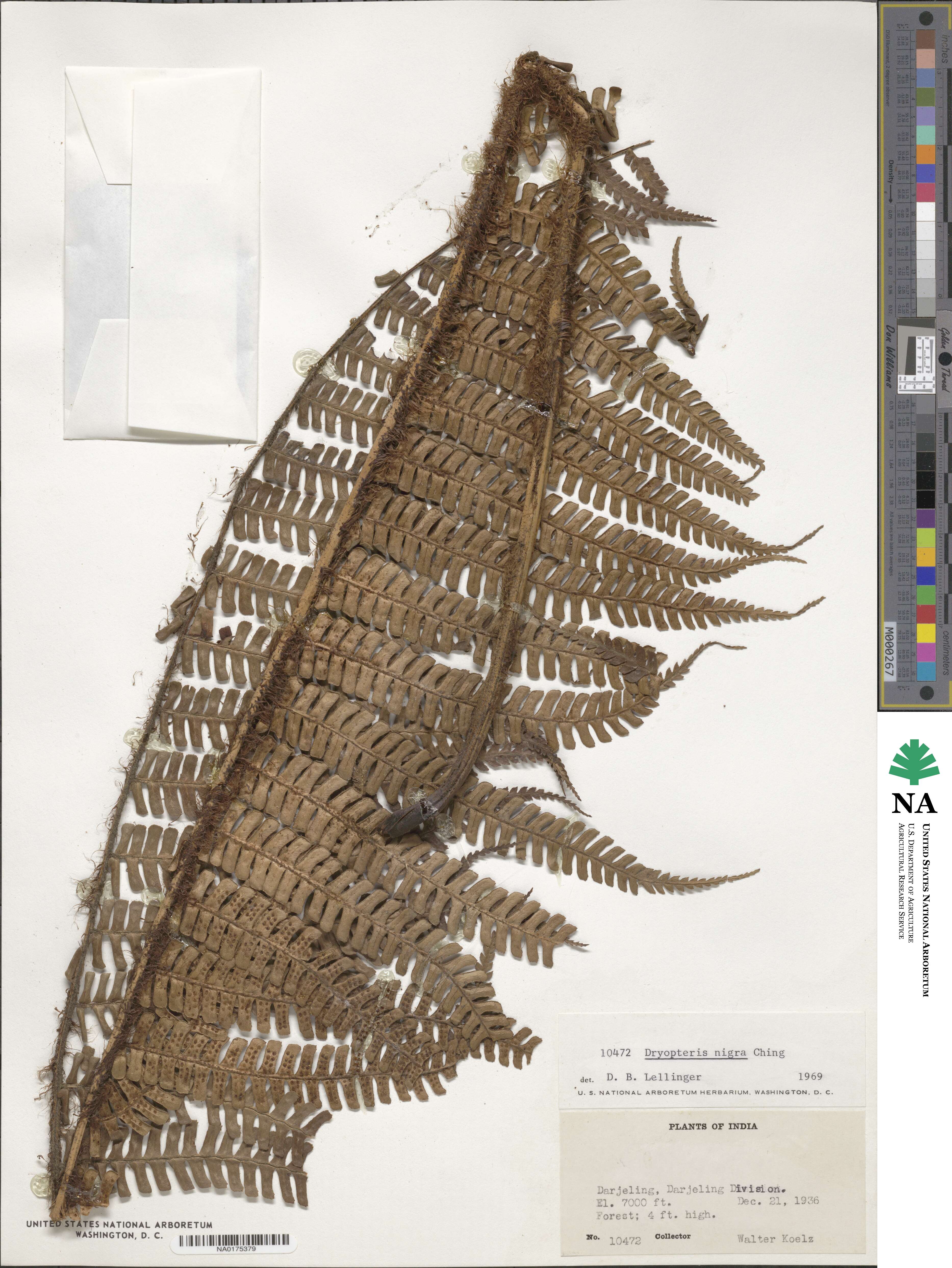 Dryopteris lepidopoda image