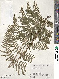 Dryopteris nipponensis image