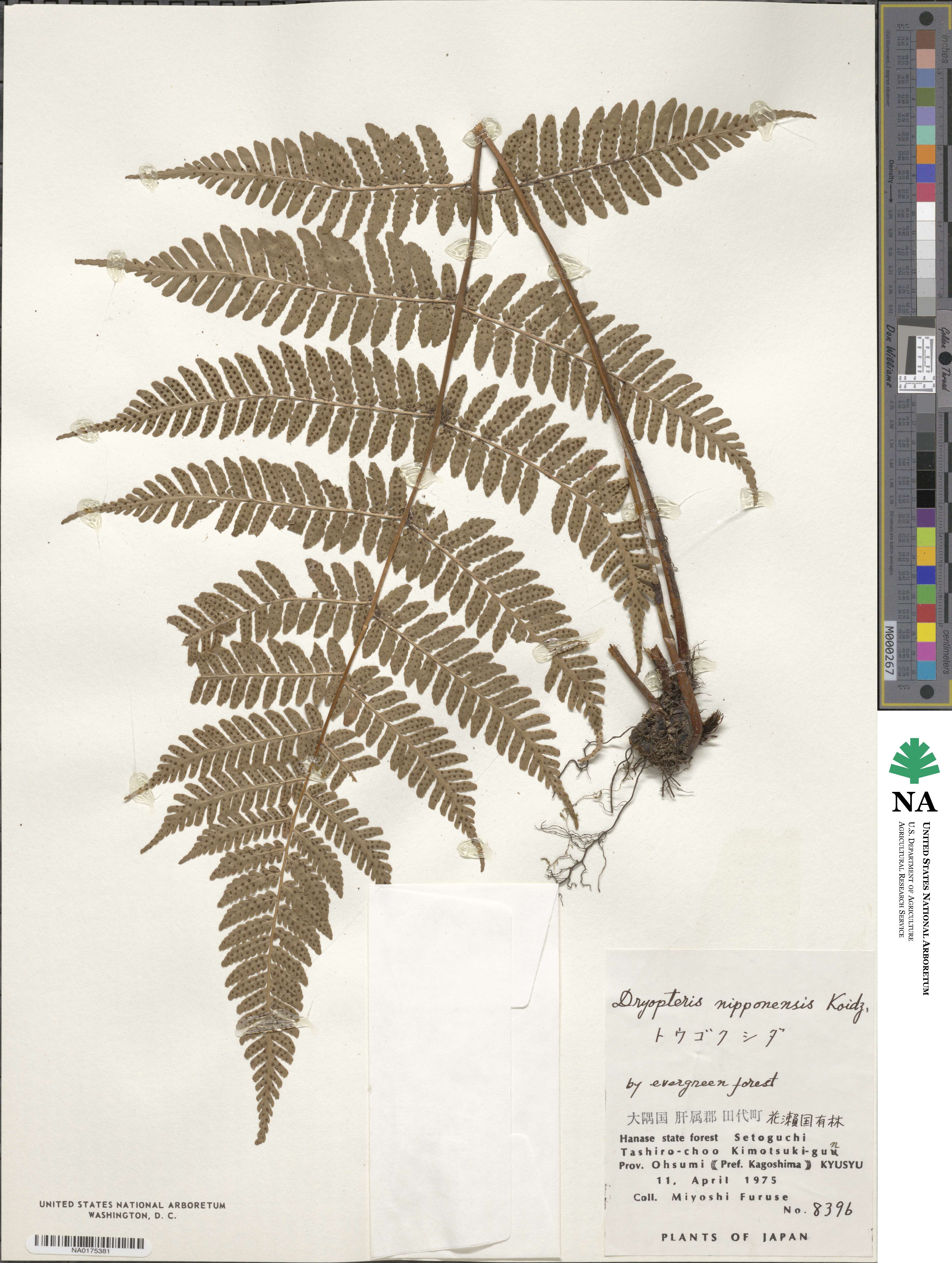 Dryopteris nipponensis image