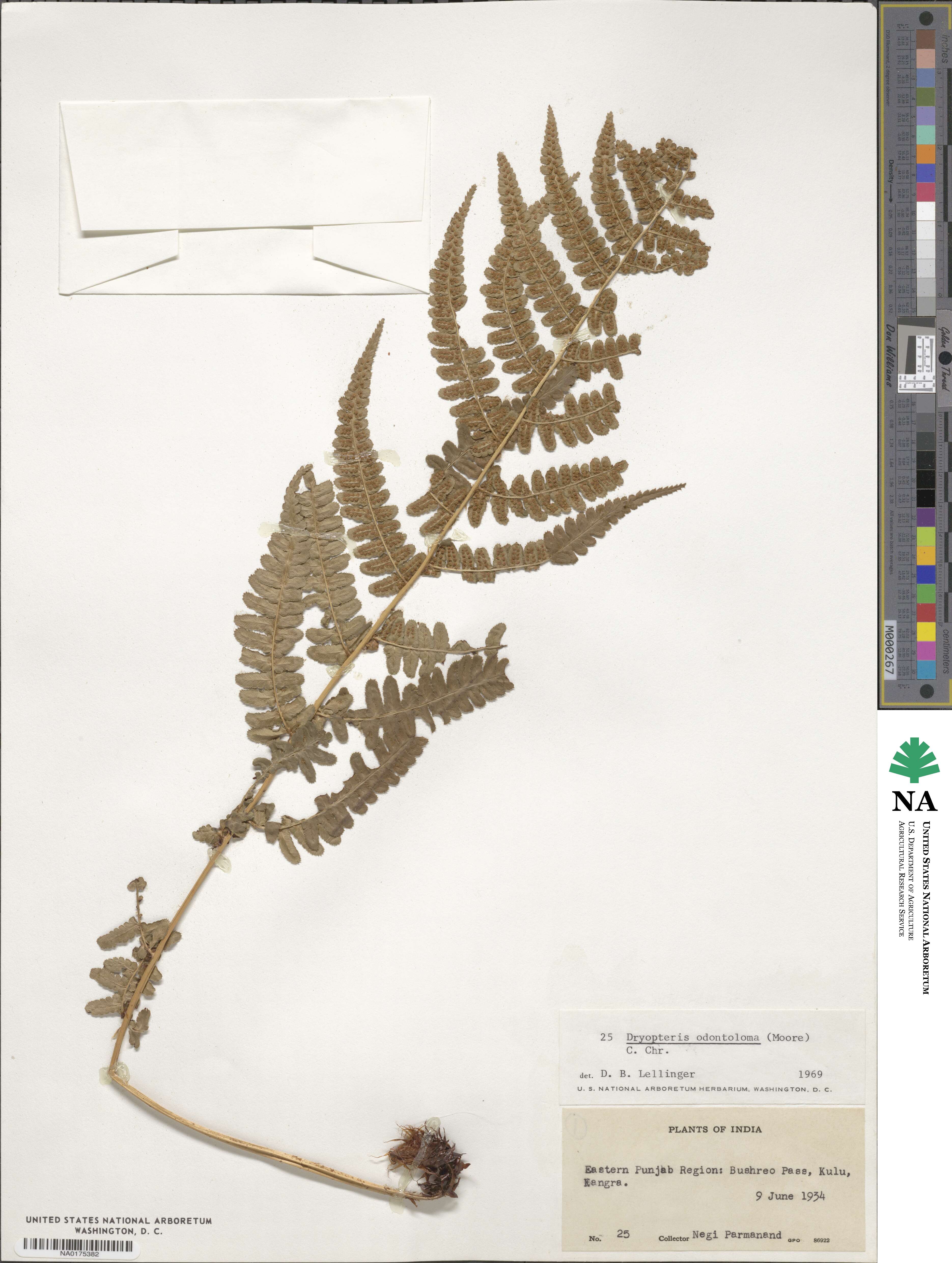 Dryopteris odontoloma image