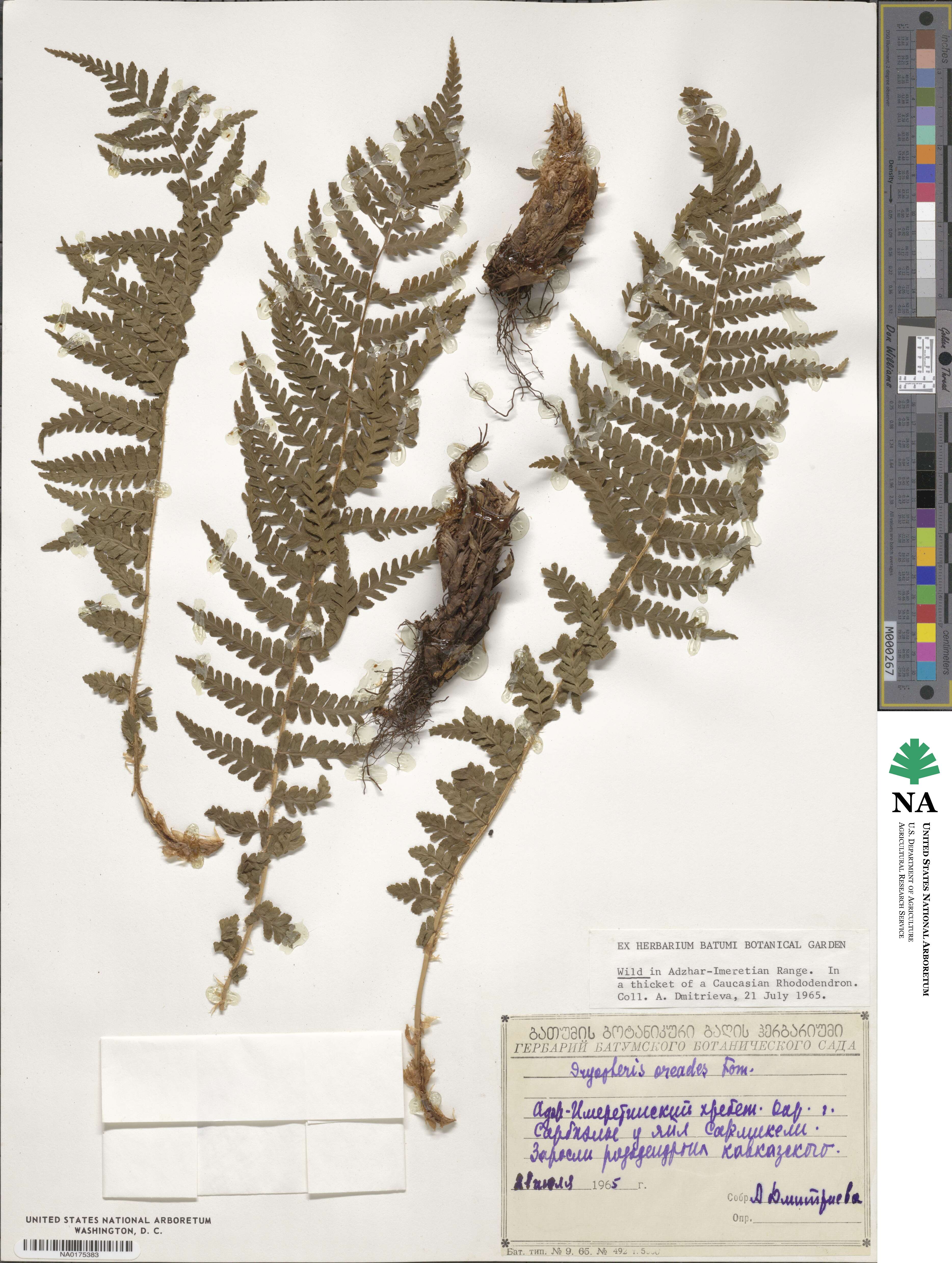 Dryopteris oreades image