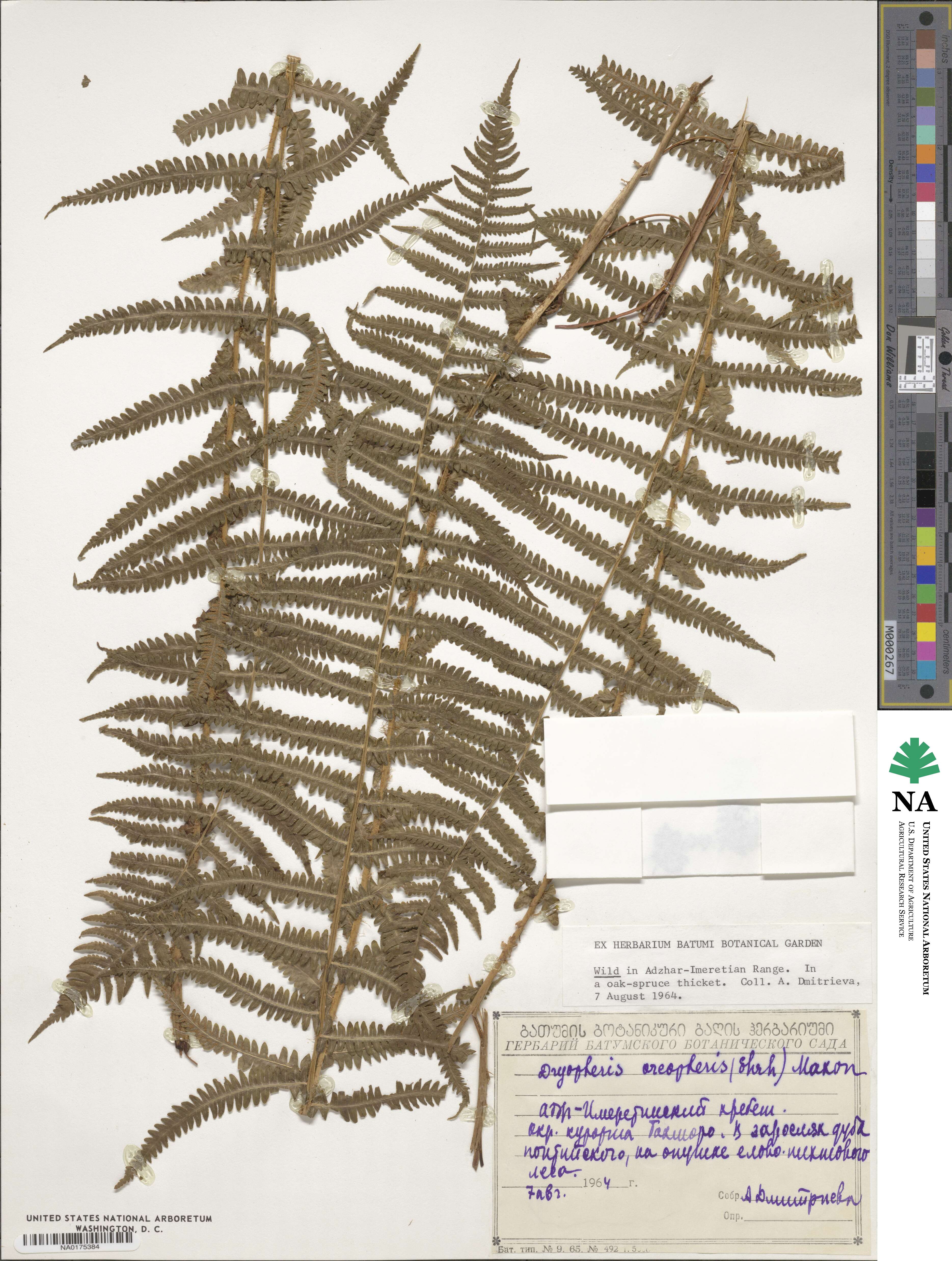 Oreopteris limbosperma image