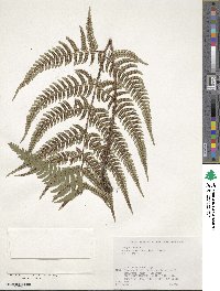 Dryopteris immixta image