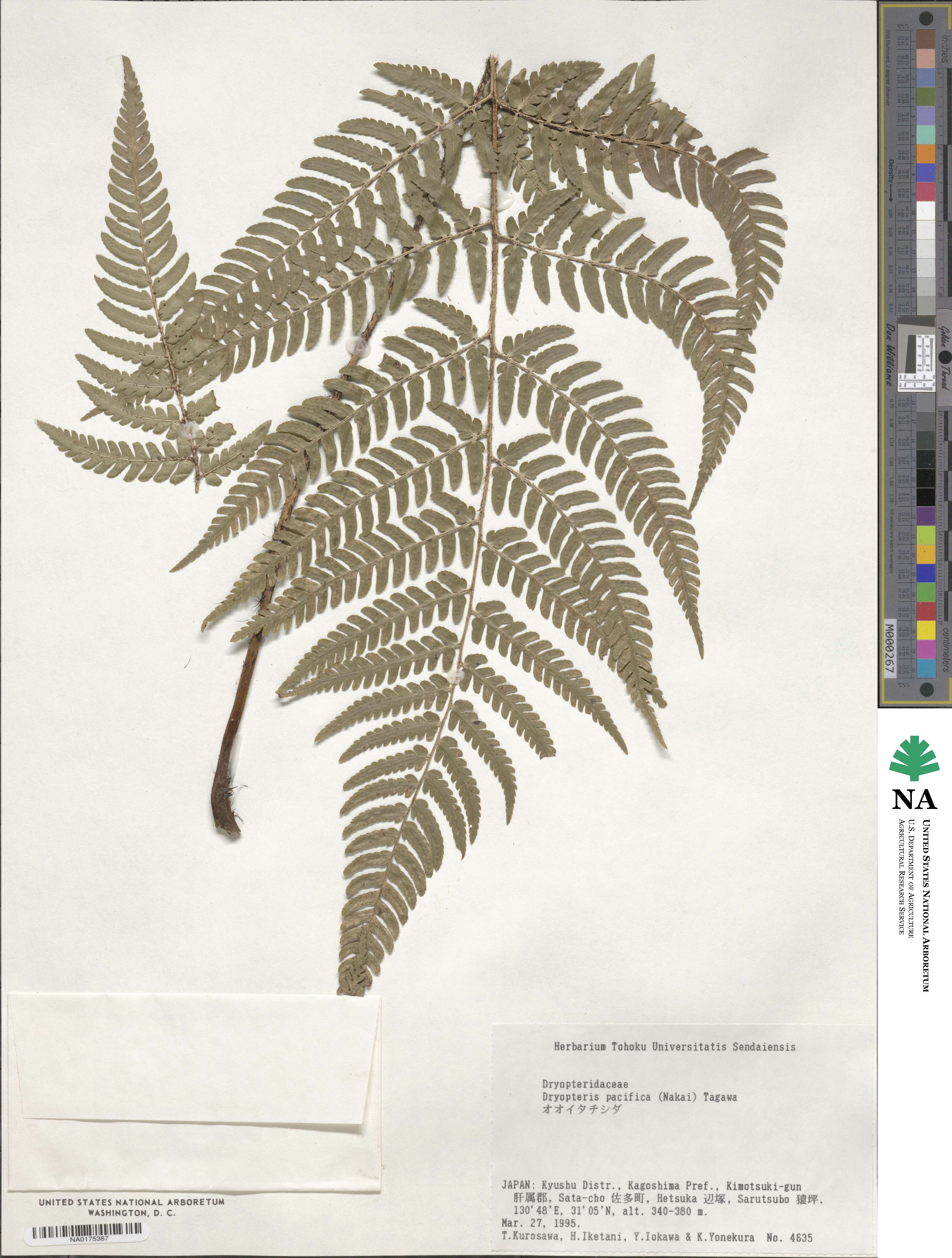 Dryopteris immixta image