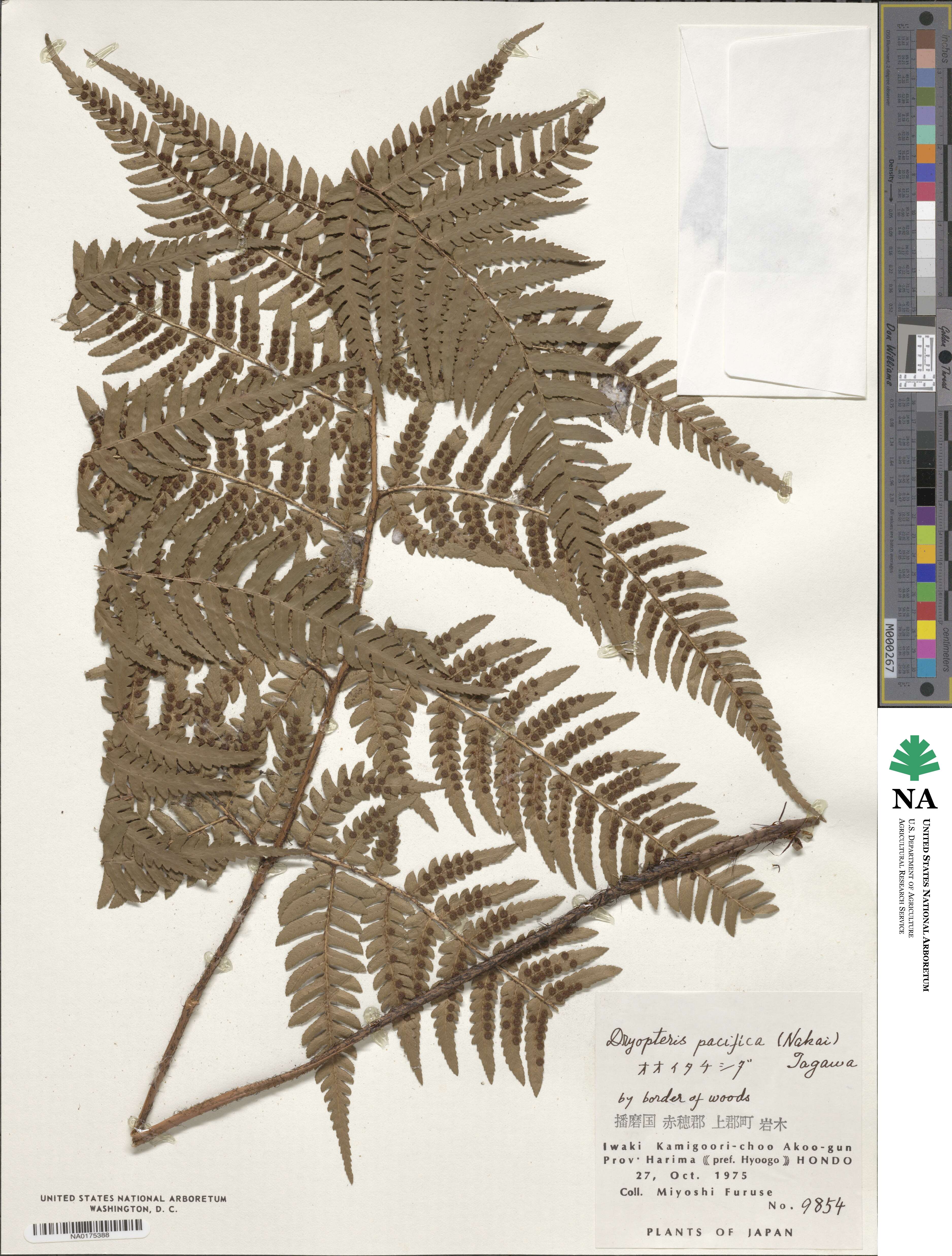 Dryopteris immixta image