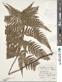 Dryopteris immixta image