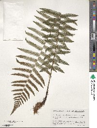 Dryopteris polylepis image