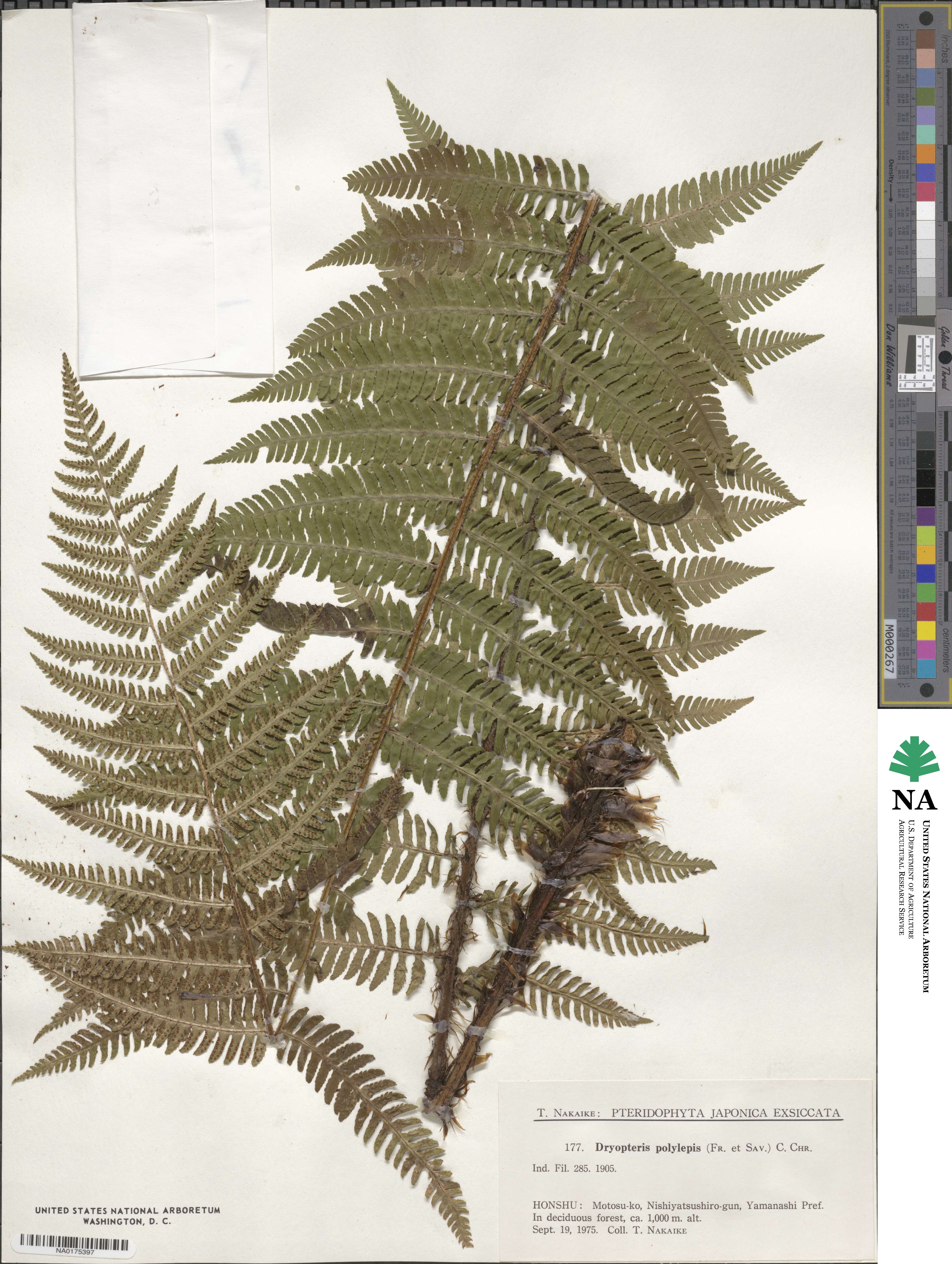 Dryopteris polylepis image