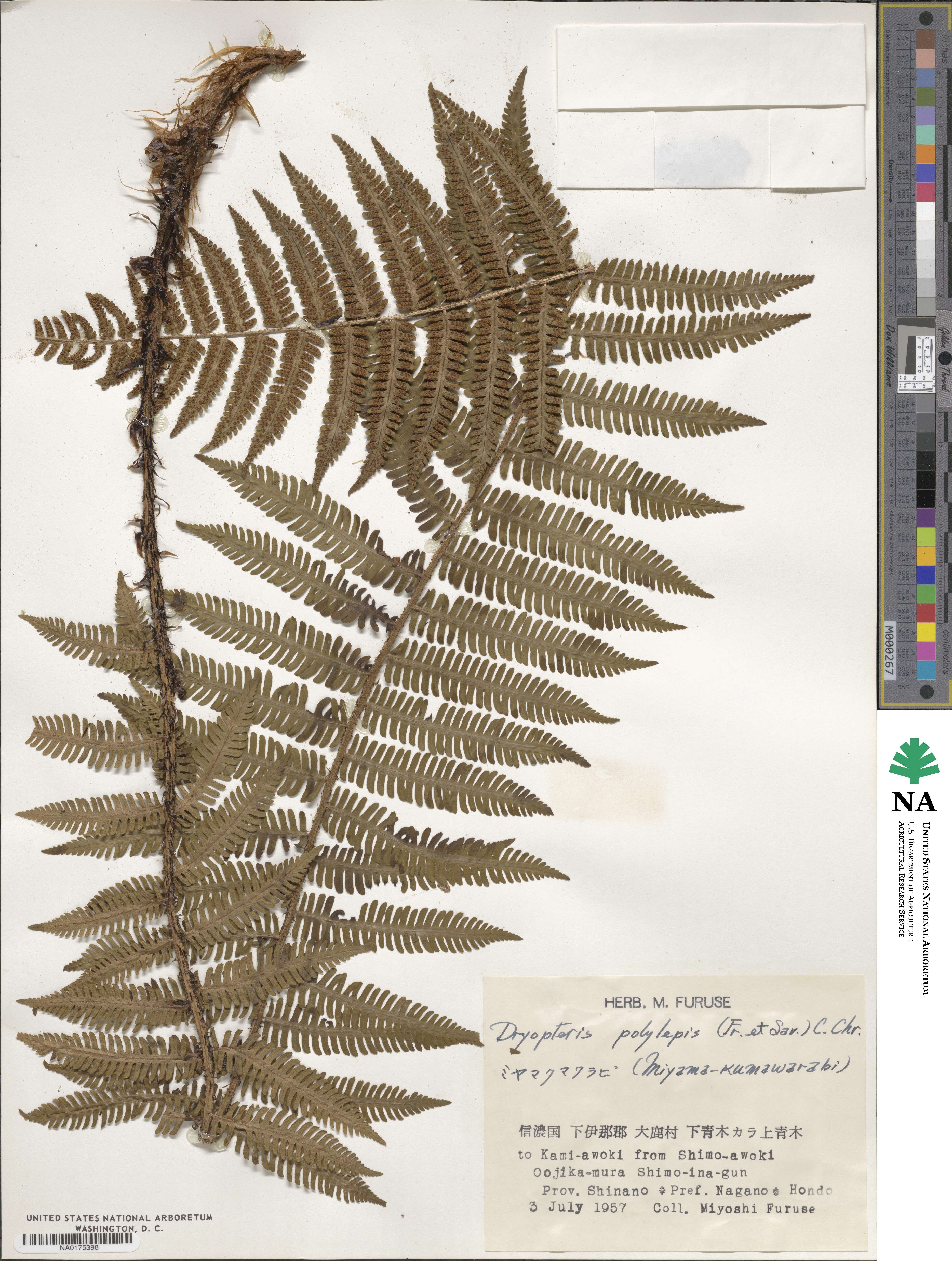 Dryopteris polylepis image