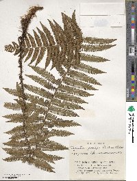 Dryopteris polylepis image