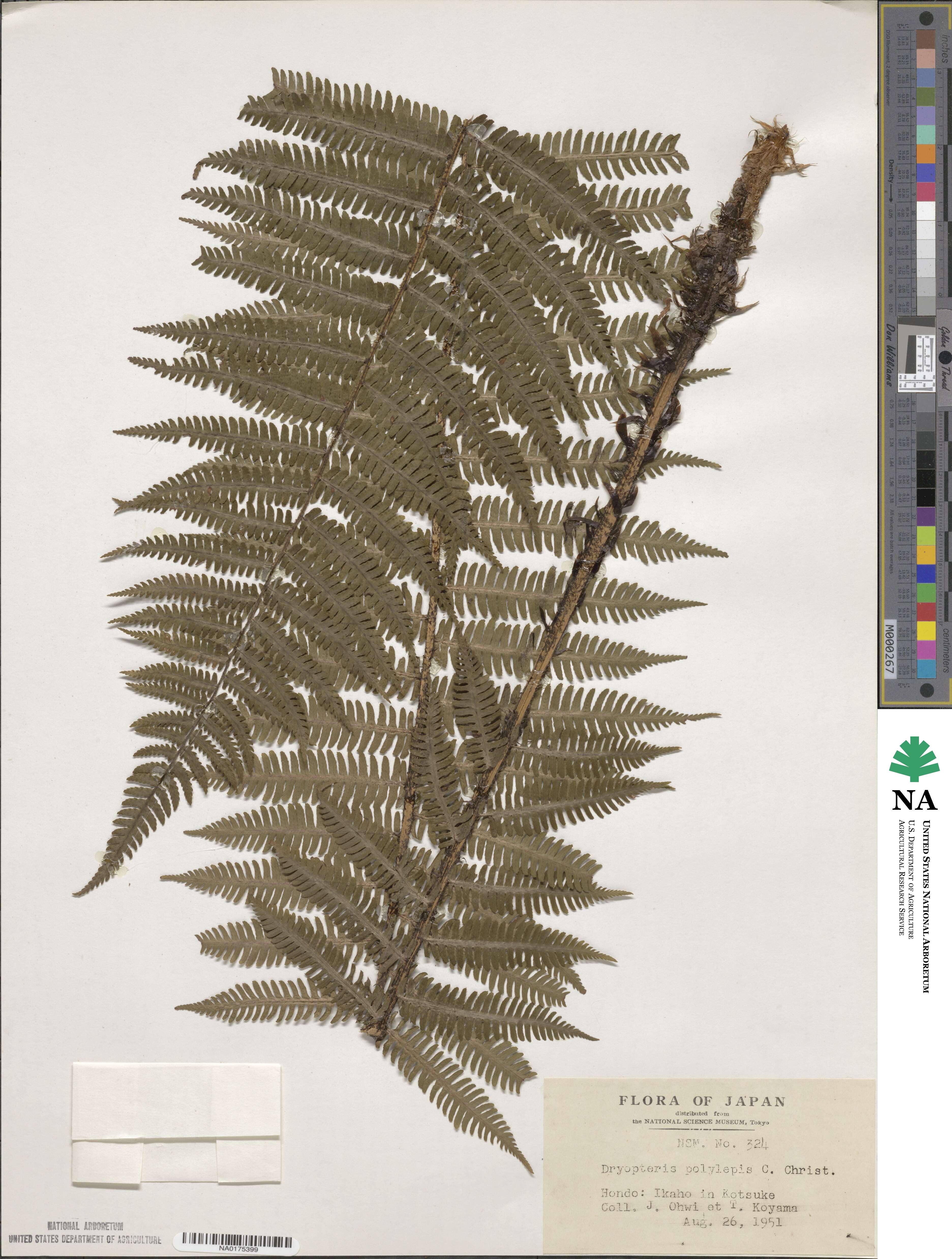 Dryopteris polylepis image