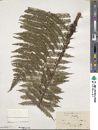 Dryopteris polylepis image